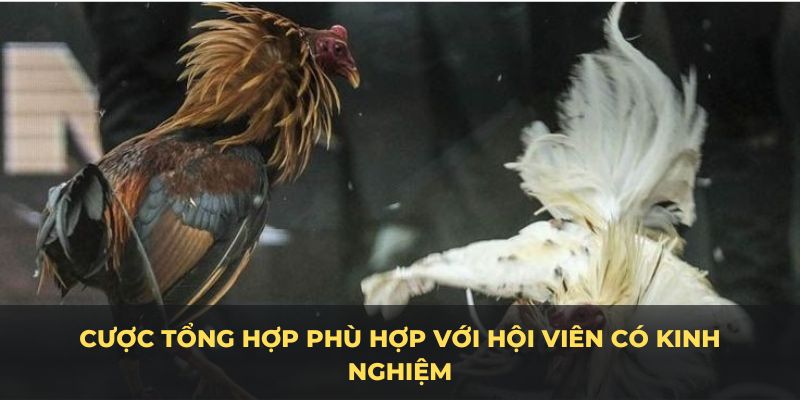 Bạn nên chọn loại cược tùy dựa vào mức độ hiểu biết của mình