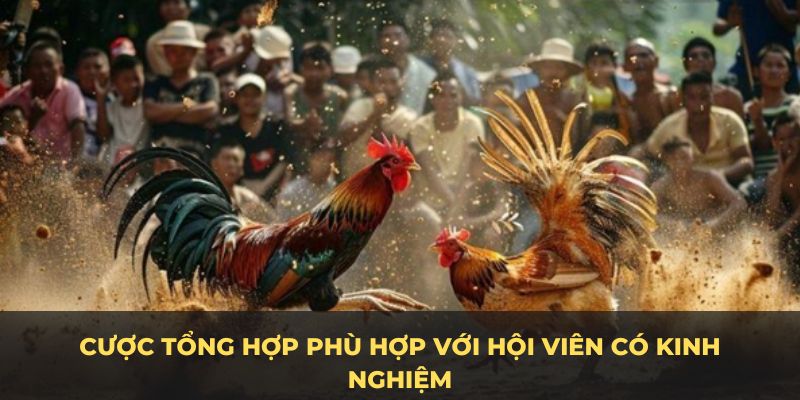 Cược tổng hợp phù hợp với hội viên có kinh nghiệm