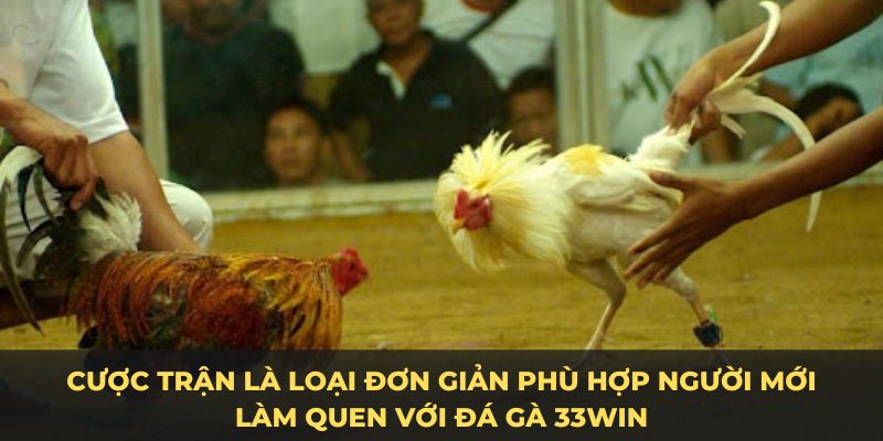 Cược trận là loại đơn giản phù hợp người mới làm quen với đá gà 33win