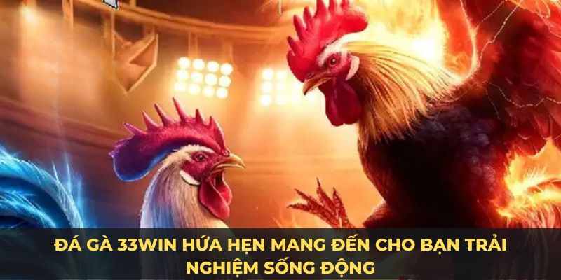 Đá gà 33Win hứa hẹn mang đến cho bạn trải nghiệm sống động