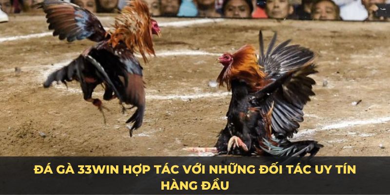 Odin Game Cock mang lại những trận đấu với trải nghiệm đỉnh cao