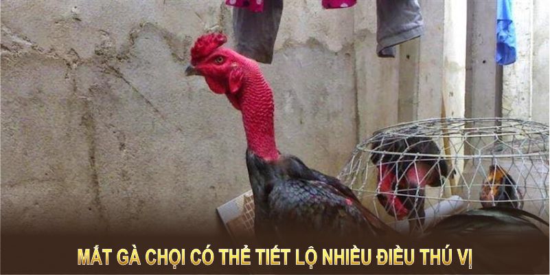 Mắt gà chọi có thể tiết lộ nhiều điều thú vị về chiến kê của bạn