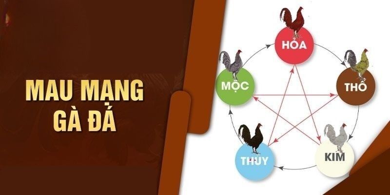 Cách chọn màu mạng gà đá theo mệnh ngũ hành