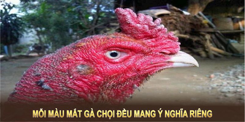 Mỗi màu mắt đều mang ý nghĩa riêng để bạn chọn chiến kê phù hợp